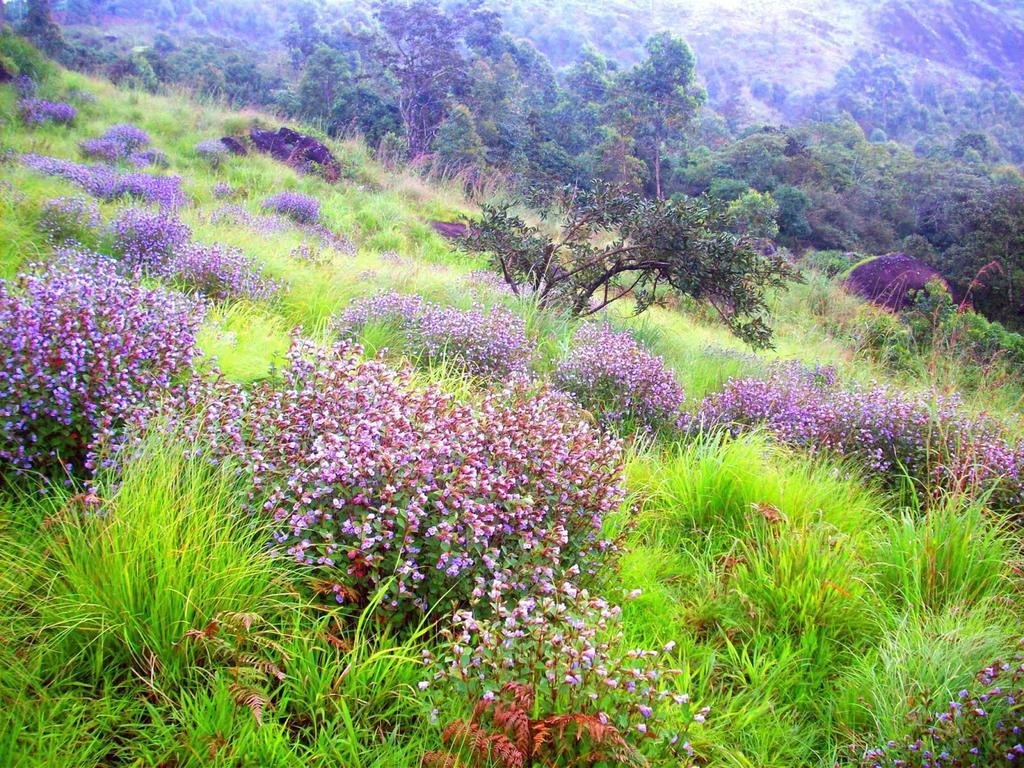 מלון מונאר Elysium Garden מראה חיצוני תמונה